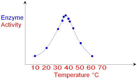 Graph showing Enzyme Activity against Temperature