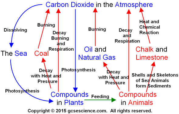 The Carbon Cycle