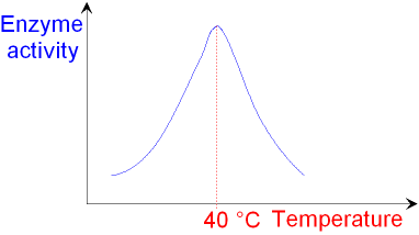 Graph showing Enzyme Activity against Temperature