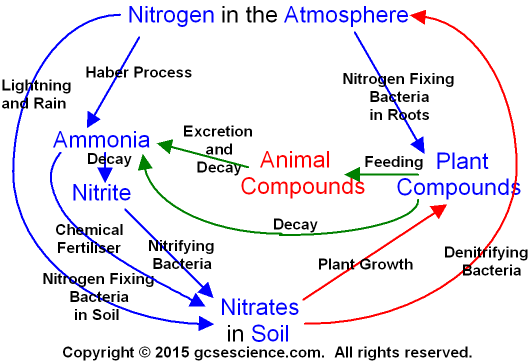 The carbon cycle worksheet
