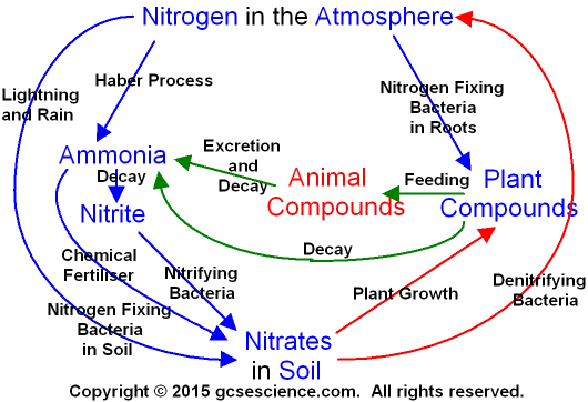 The Nitrogen Cycle